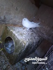  3 جوز مكاويات بيض للبيع