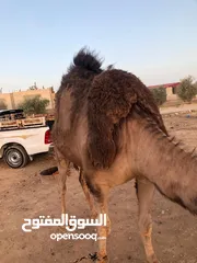  2 ناقه ثنيه طيبه قصا باللحم شغل ضحيه