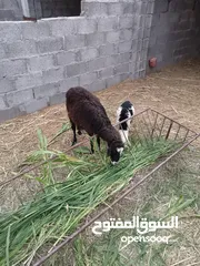  2 جاعده محليه مع بنتها+تيس فحل