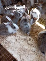  1 ارانب عمر شهر ونص