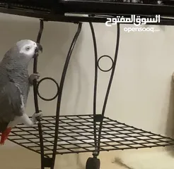  1 ببغاء كاسكو