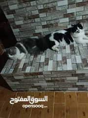 2 قطط للتبنى