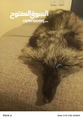  8 فروه silver fox