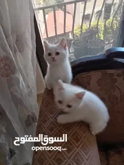  7 3 قطط مكس شانشيلا سكوتش فولد للبيع