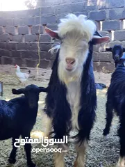  1 تيس عماني سمين