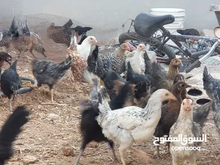  2 فرخات دجاج بلدي للبيع