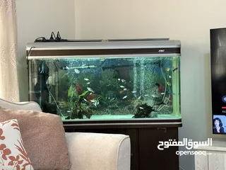  1 JEBO Fish tank big size urgent sale