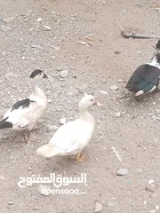  4 بط وعفاد للبيع البط مختلف الاعمار
