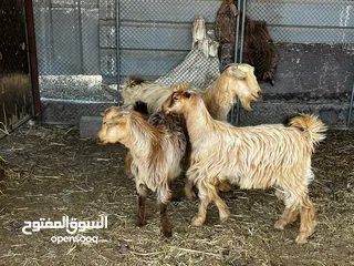  4 غنم مع مواليدهن للبيع