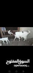  5 عنز وراها سخله بيضا برصا مميزه