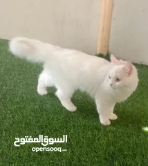  1 قطه شيرازيه الين مطلوبلها 15ريال
