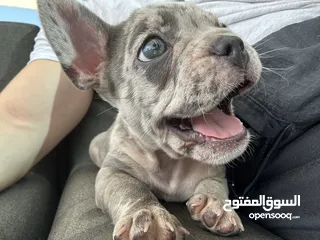  1 Adorable French Bulldog Puppy weeks
