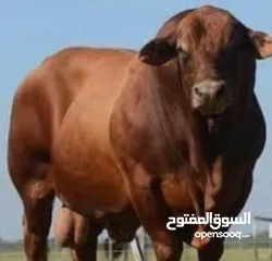  4 لحام متنقل