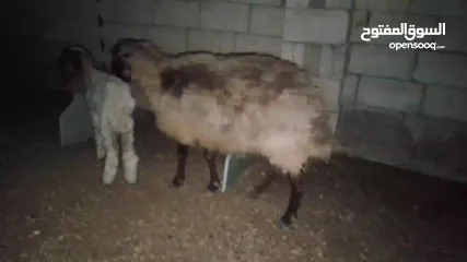  3 نعجه بصلاة عل نبي معها عبور