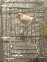  3 جوز كنانير ديمورفكت للبيع