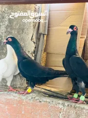  7 حمام انواع نخب اول معاكيف وبغدادي وابلق