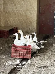  2 وز للبيع أو للبدل عدد 11 على حاج بلدي بياض