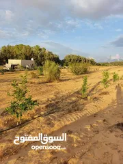  25 مزرعه 2 هكتار بمدينة الزاويه بسعر مناقس