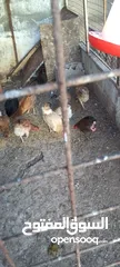  4 دجاج بلدي للبيع 15 جاجه وديكين