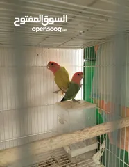  3 Budgie, Roseicolli lovebird بادجي و روز طيور الحب