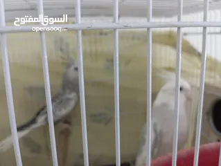  2 جوزين شغالات