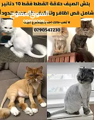  3 حلاقة للقطط والكلاب الصغيره القطط