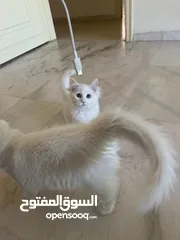  1 قطط لتبني بداعي لسفر