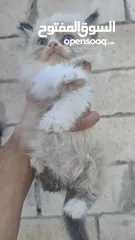  5 ذكر راغدول عمر شهرين للبيع
