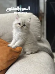  4 متوفر قطط هاملايا عمر شهرين للبيع