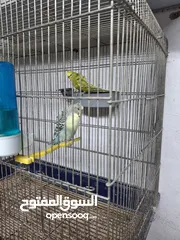  2 جواز حب هوقو رومو وبلدي