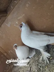  12 بلوني الماني جوز اسود و اصفر و طيرة صفره و فراخ
