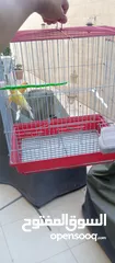  1 طيور كناري