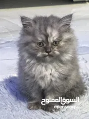  2 قطط شانشيلا عمر 2 شهرين للبيع بسعر العرض 500 شيكل