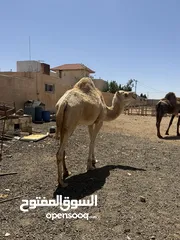  3 ناقه ضحيه طيبه قصا. وسعر حروق