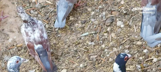  6 جواز للبيع