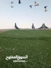  18 حمام بيع مستعجل للبيع