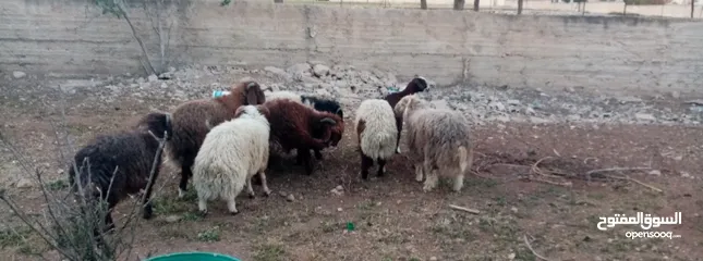  2 خرفان للبيع بصلاة على النبي