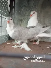  1 لهورات المنيوم