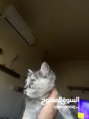  7 قط ذكر نوعيته سكوتش ستريت عمرو شهرين