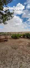  1 ارض زراعي في منطقة ضبعه في الأردن 65 دونم للبيع