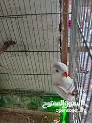  30 طور روز  ألوان بتجنن الله يبارك لصاحب النصيب. روز البينو عين حمرا. البينو بيور من انناحي
