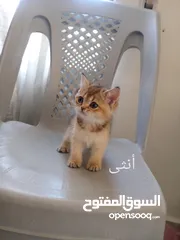  6 كتين سكوتش فولد وستريت