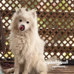  7 انثى سامويد للبيع عمر سنة واربع شهور