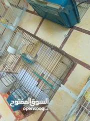 9 عصافير كنار للبيع جواز جاهزه في  اشي مع بيض واشي مش مع بيض وفي فراخ صغار جواز
