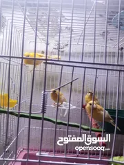  3 طيور كنار مخاليف