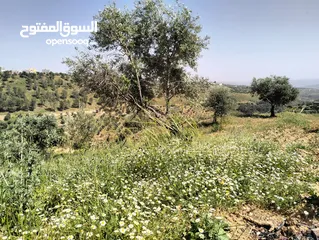  6 أرض مميزة جداً لعمل شاليه استثماري أو مزرعة خاصة أو مزرعة تجارية يوجد بها قناة ماء من المالك مباشرة