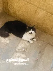  2 قططط عرططه شيرازي العمر