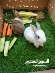  1 ارانب صغيره عمر شهر
