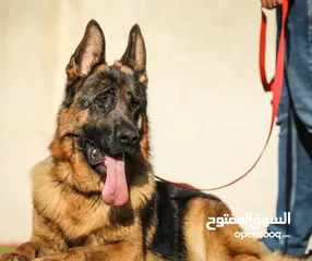  1 بيع كلب محافظة عمان