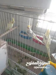  1 طيورفي.الزرقاء